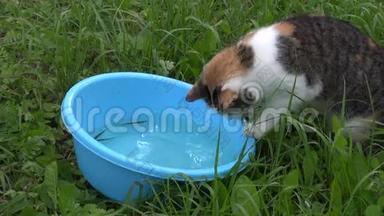 饥饿的可怜的猫用水从蓝色塑料碗里抓鱼